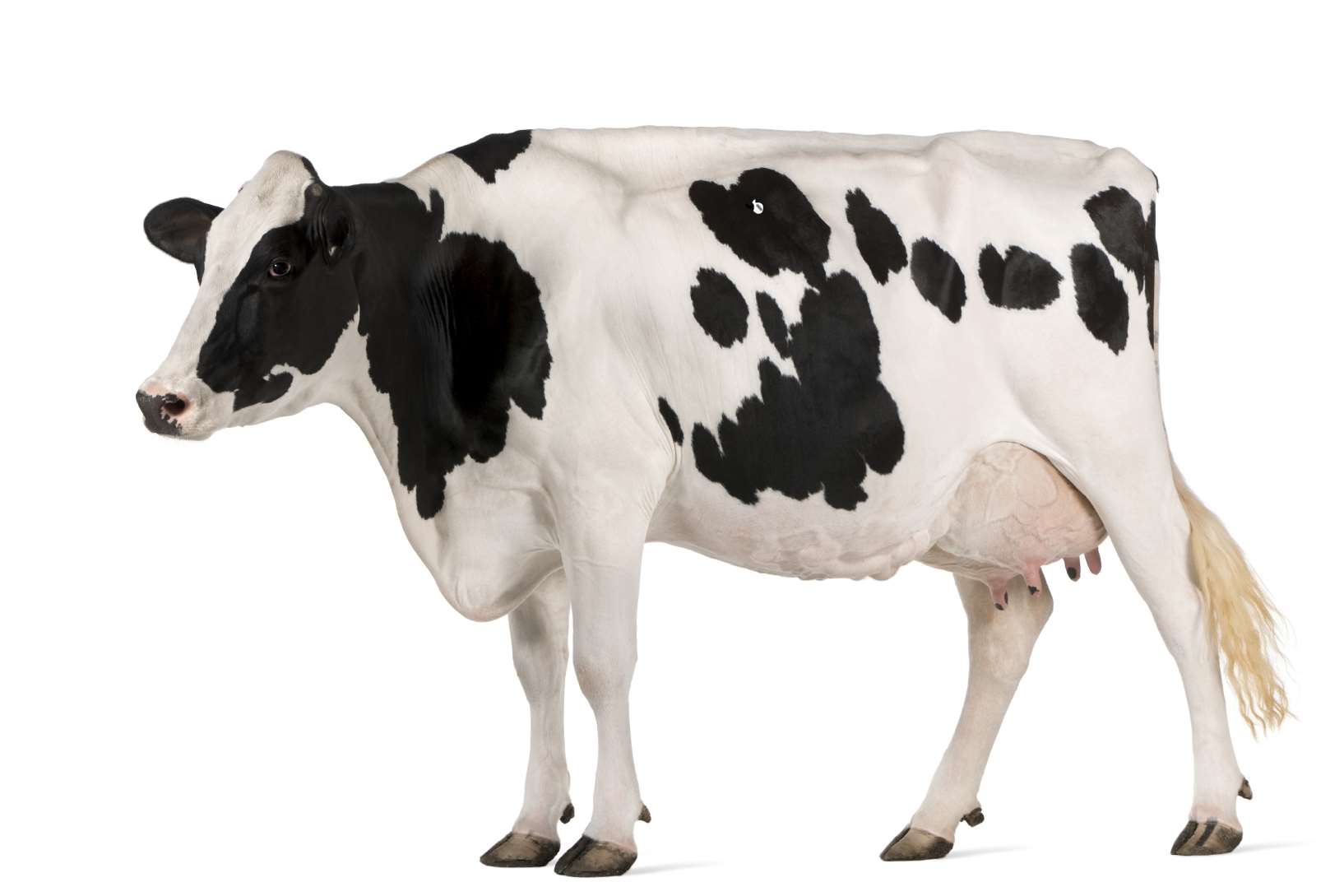A cow similar to the one killed in the crash at Aycliffe
