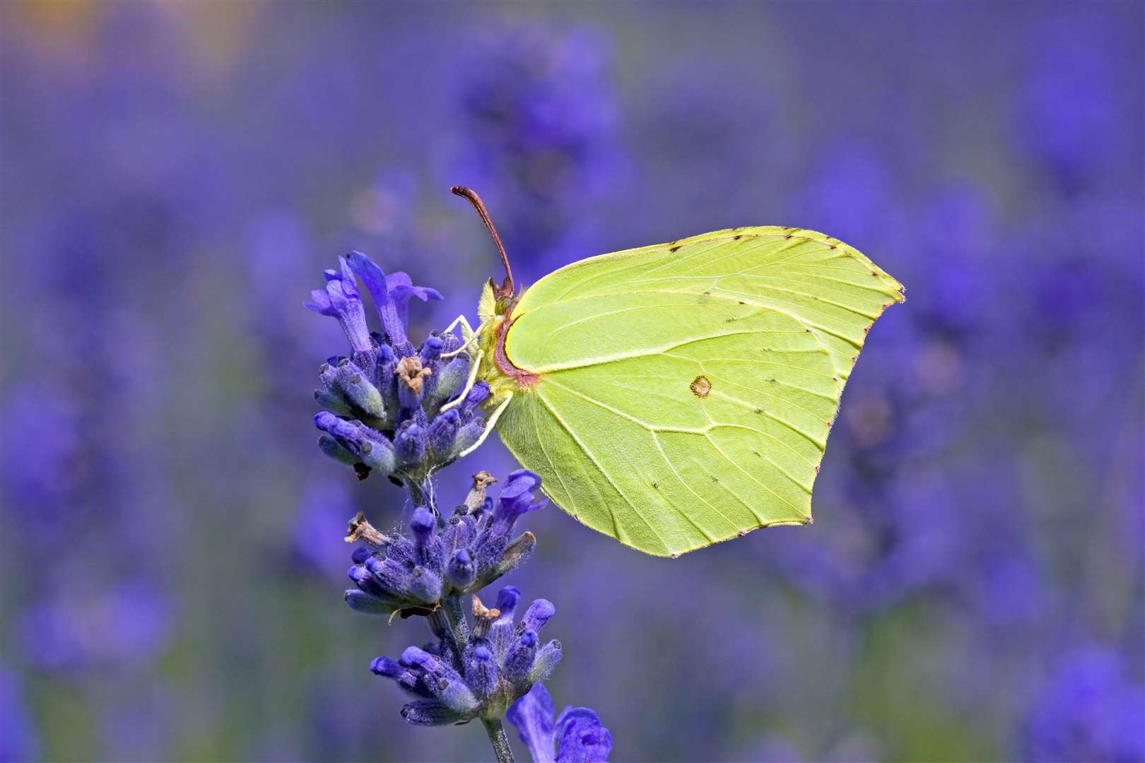 Brimstone butterflies were among the species that appeared to flourish in 2023 (UKBMS/PA)