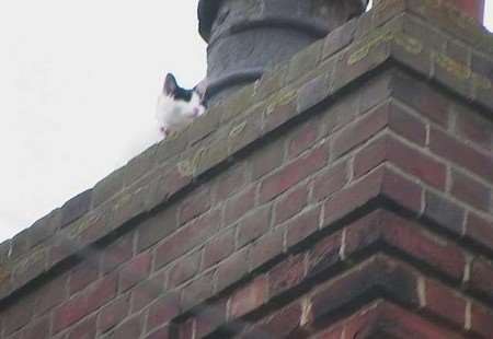 IN A TIGHT SPOT: The frightened cat beside the chimney. Pictures: MIKE PETT