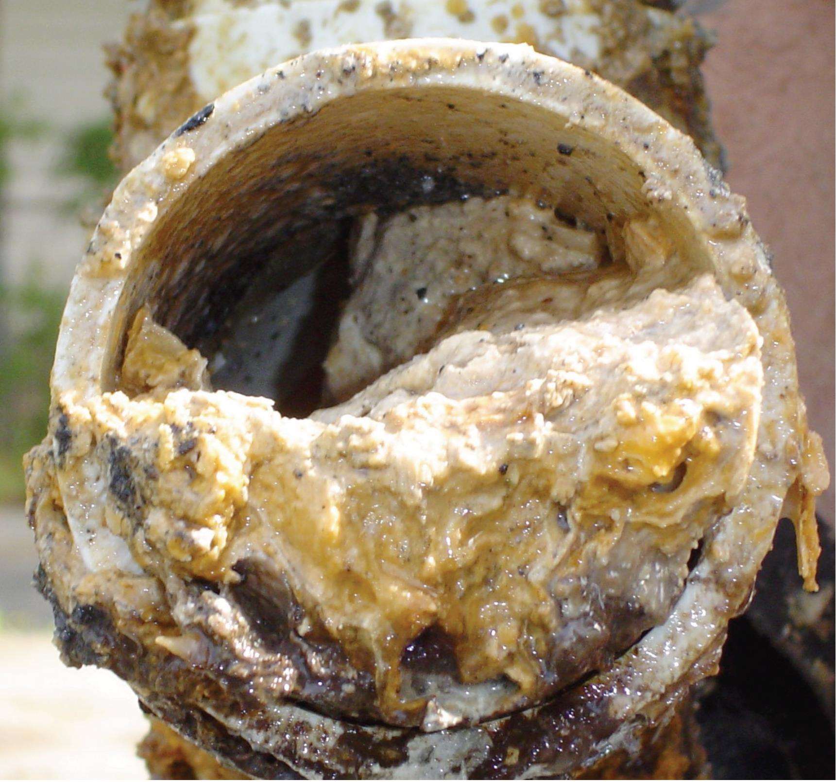 Southern Water's facility purifies wastewater, which can clog pipes with fat. (3841849)