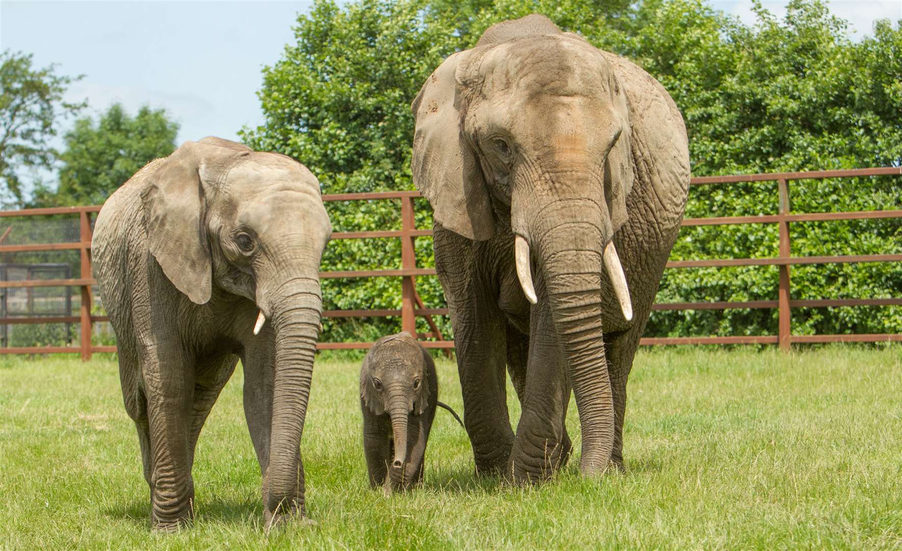 Howletts is home to more than 390 animals, including the UK’s biggest herd of elephants. Picture: Aspinall Foundation