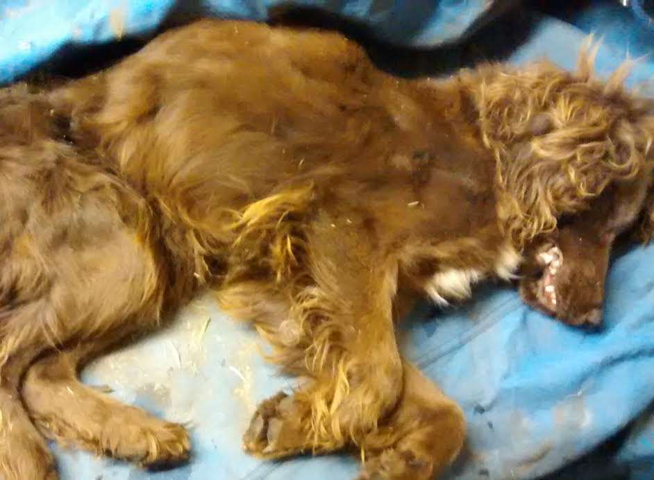 The dead Springer Spaniel was found dumped at the side of the road