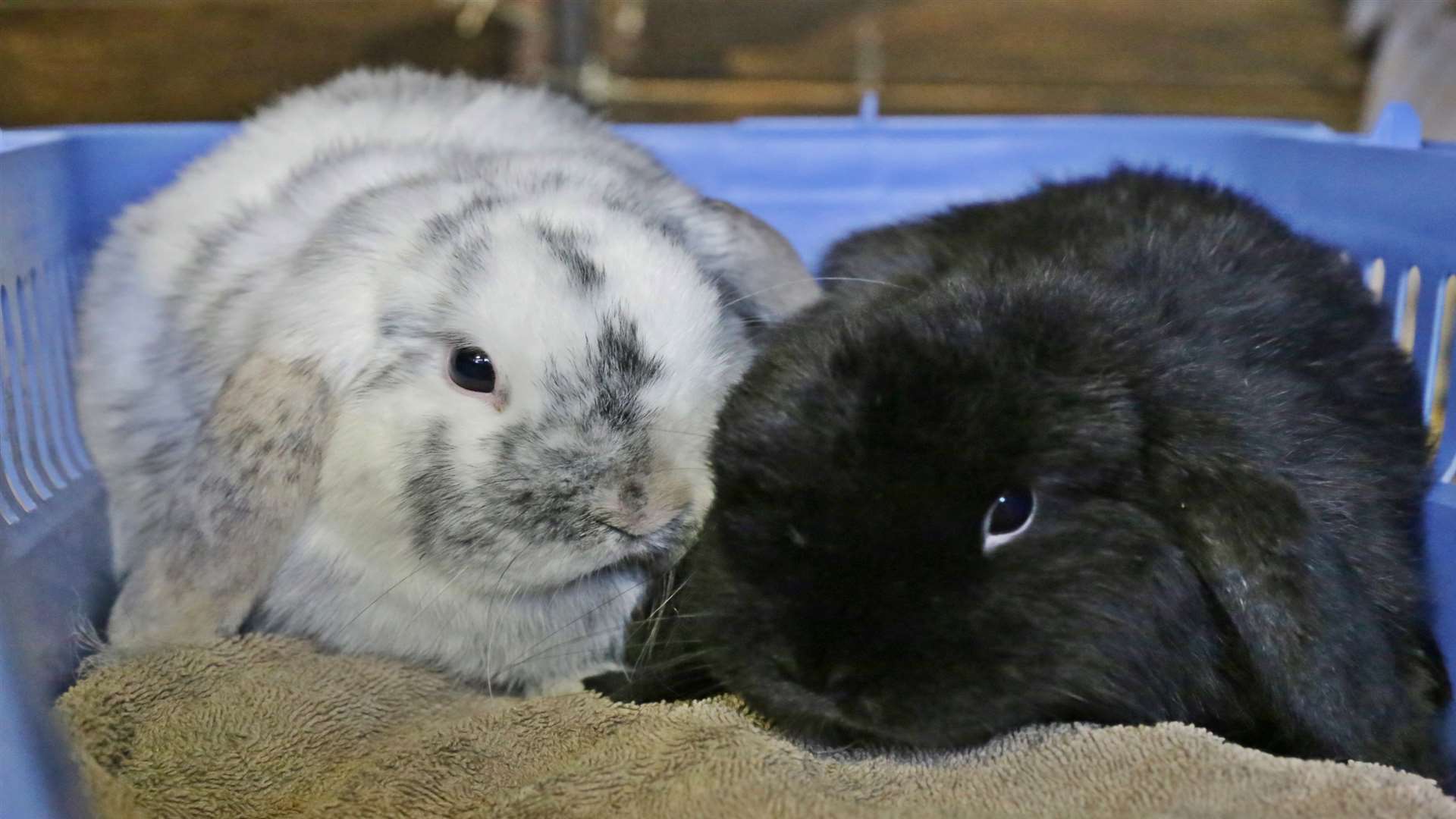 Joanne and Joseph are looking for a new home.