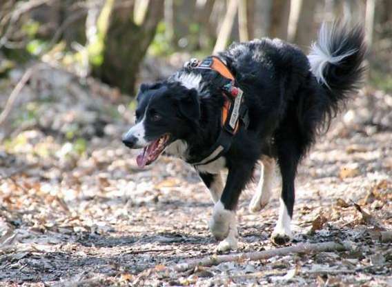 Bryn in action. Picture: Kent Search and Rescue