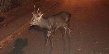 The deer was spotted walking up and down a busy road. Picture: Amey James