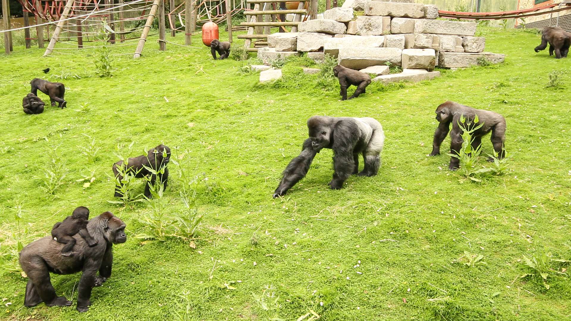 The gorilla family group at Port Lympne Wild Animal Park. Picture: Dave Rolfe