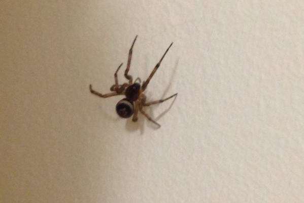 Chloe Harding, 24, found this spider on her wall on Saturday after discovering a bite