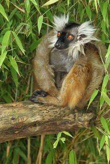 A female black lemur. Picture: Dave Rolfe.
