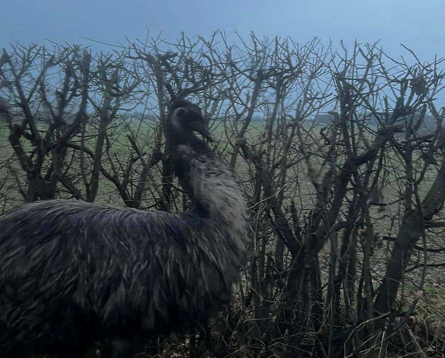 Duggie the emu escaped Happy Pants Ranch in January