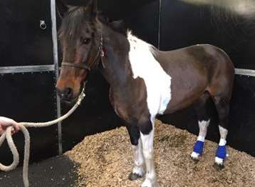 The injured horse was spotted in Barn End Lane, Wilmington