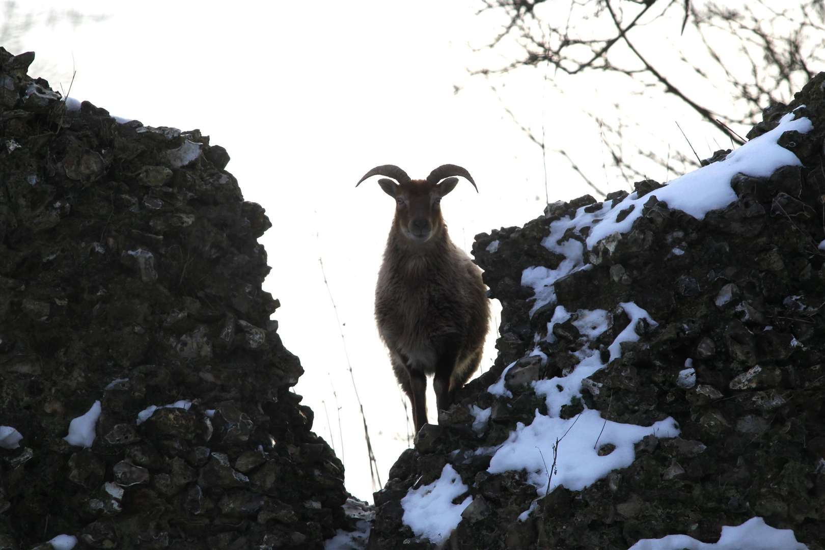Like a sentinel, a goat peers through the broken wall of Thurnham Castle. Picture: John Westhrop