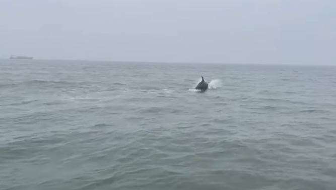 The dolphins were spotted a mile off Margate yesterday afternoon. Picture: Lewis Rule