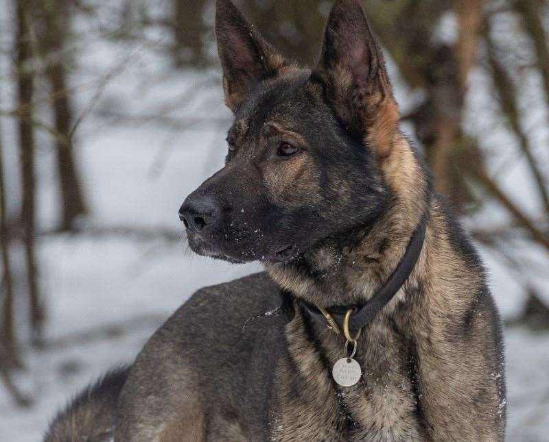 Police dog Delta tracked three men who were arrested for suspected immigration-related offences after leaving a lorry trailer in Cobham Services. Picture: Kent Police
