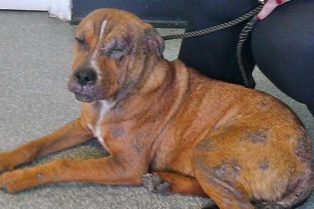 Swale council is appealing for information about this neglected dog, which has been named Buddy