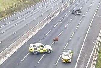 The appearance of the cow resulted in the M25 being shut in both directions. Picture: National Highways
