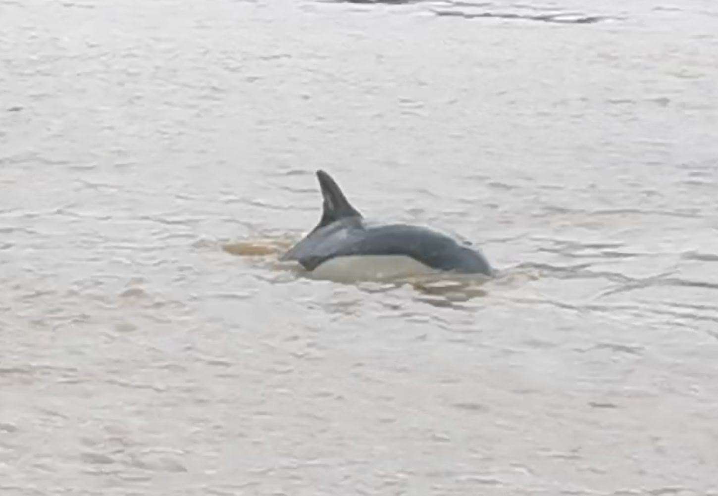 One of the three dolphins seen in the ThamesPicture: RNLI