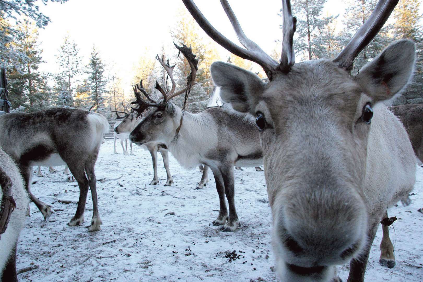 Some discarded chocolate chips might suggest the reindeer have made a visit from Lapland. Image: PA.