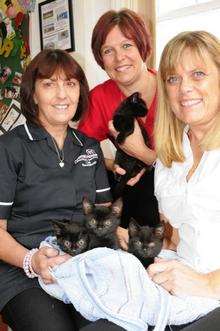 Lin Saunders, Receptionist at Animal House Vets, with Lianne Midson, Registered Veterinary Nurse and Carol Everest, Practice manager, after kittens were dumped in a bag.