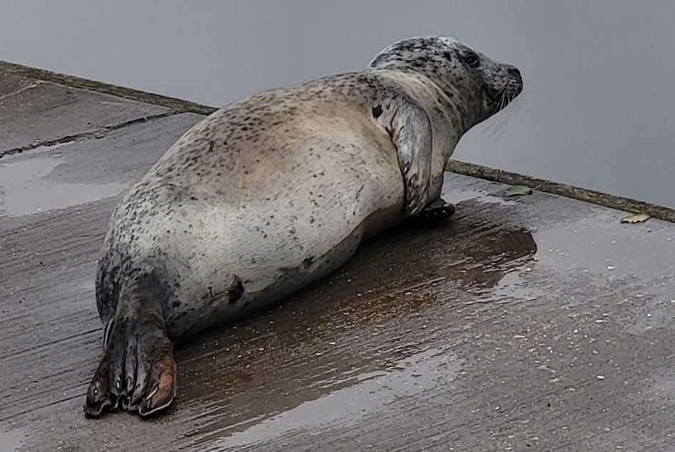 A seal was spotted near Millenium River Park in Maidstone on Monday. Picture: Alena Bryen