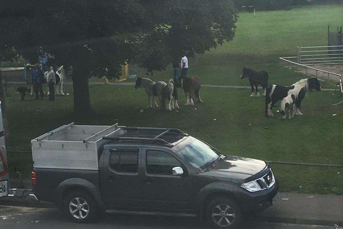 Horses tethered to railings on the playing field in Park Wood