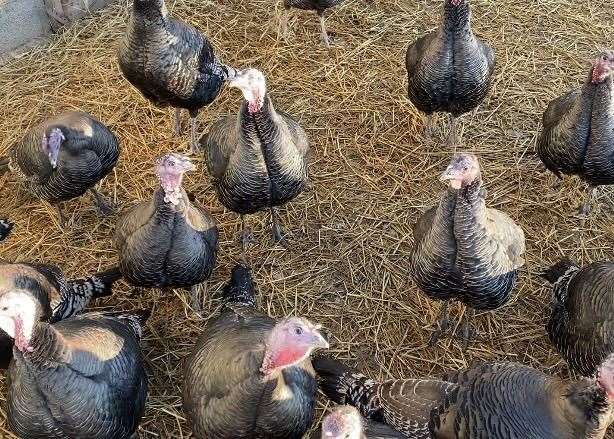 The turkeys live on the farm from June