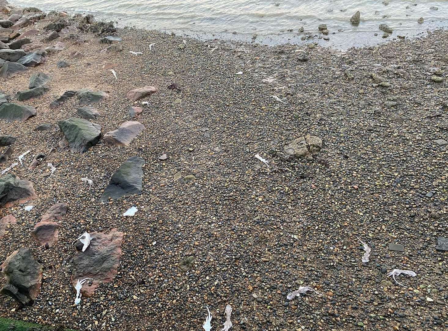 The dead sea creatures were discovered near Hampton Pier. Picture: Kelly Cullen