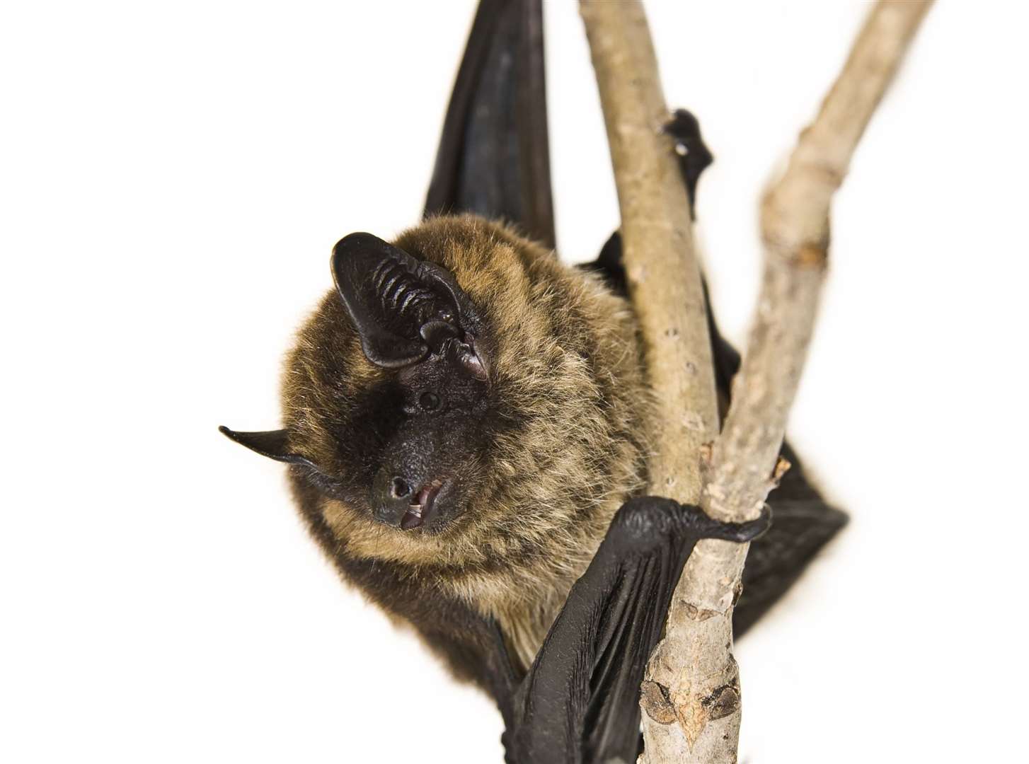 Bats are a protected species