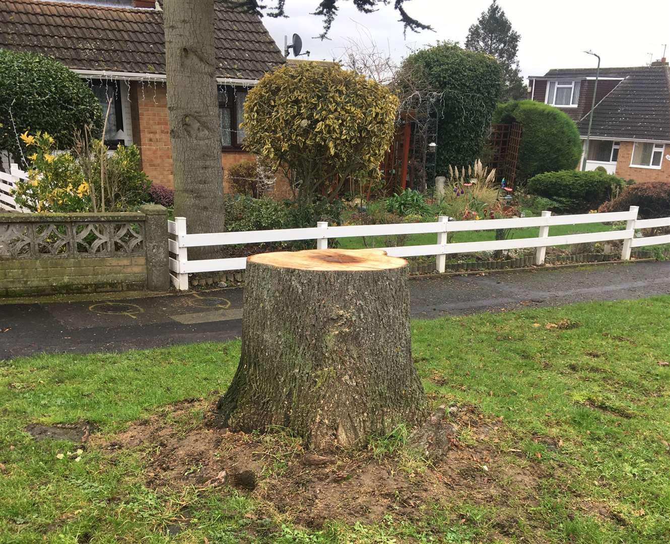 Five trees have been felled in Anerley Close in Allington. Picture: Paul Hopkins