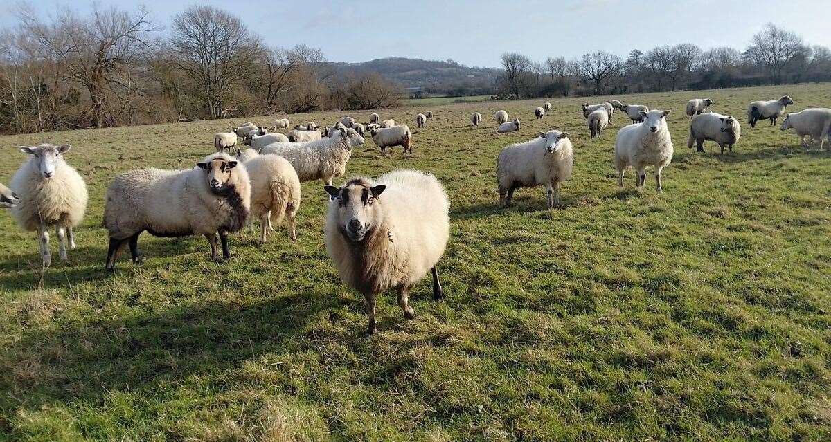 Sheep on John Dinnis farm near Sevenoaks. Picture: Adam Lazzari/NFU