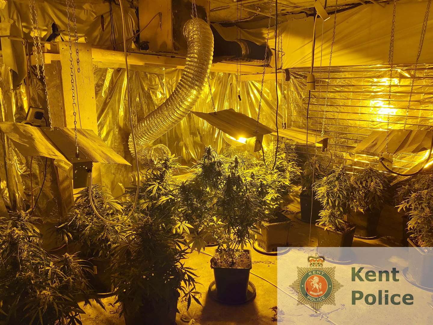 The cannabis cultivation in Margate. Photo: Kent Police (51078298)