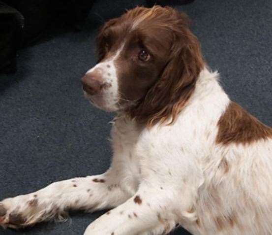 Claire Knights spaniel was found by police on Wednesday, August 23