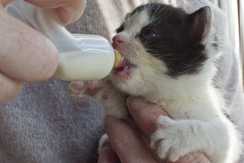 One of the kittens abandoned in Canterbury being fed