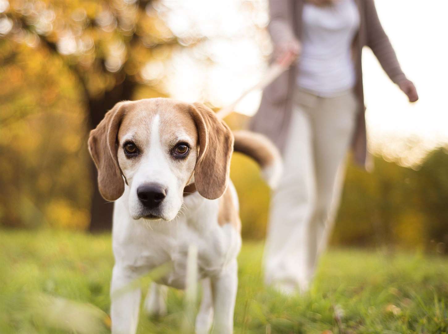 Dog walks can be beneficial for both pups and their owners. Stock picture