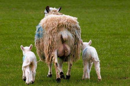Newborn lambs in Hadlow. Picture Ruth Cuerden