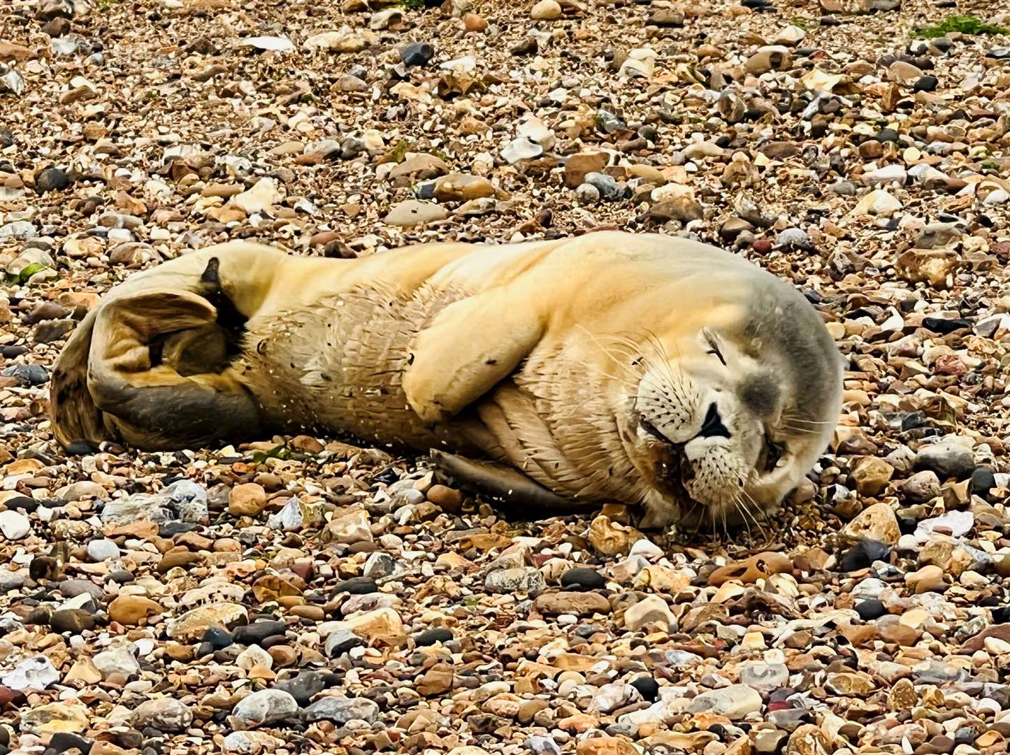 The seal pup was seen in Whitstable this morning. Picture: Wesley Baker