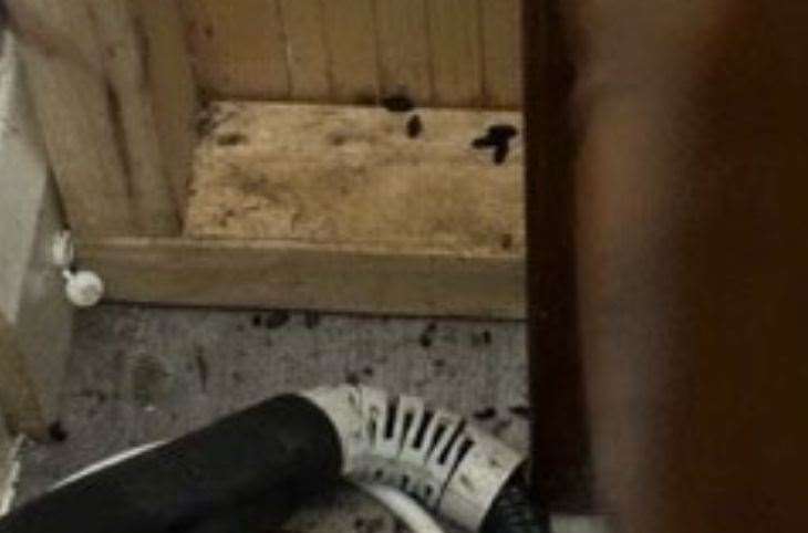 Rat droppings in the carvery area