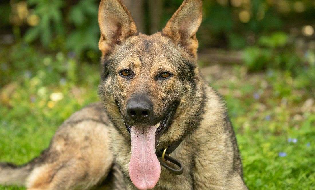 PD Wilson found the imitation firearm in an alleyway. Picture: Kent Police Tactical Operations