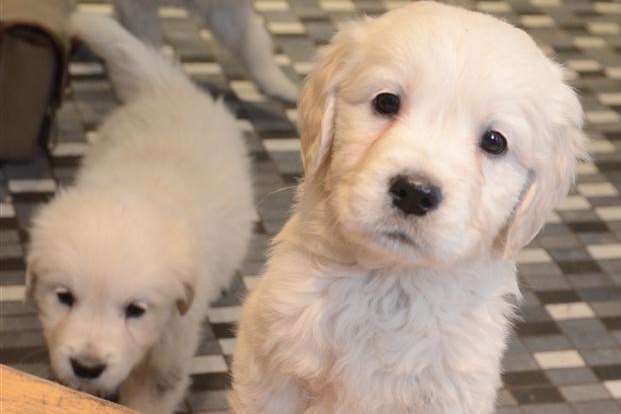 The golden retriever puppies were discovered dumped in a garage