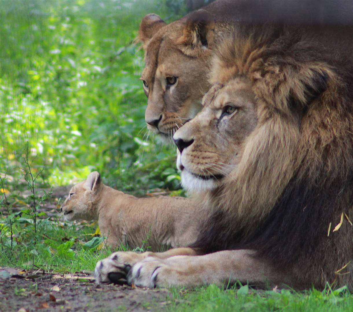 See the lions at Port Lympne without leaving home