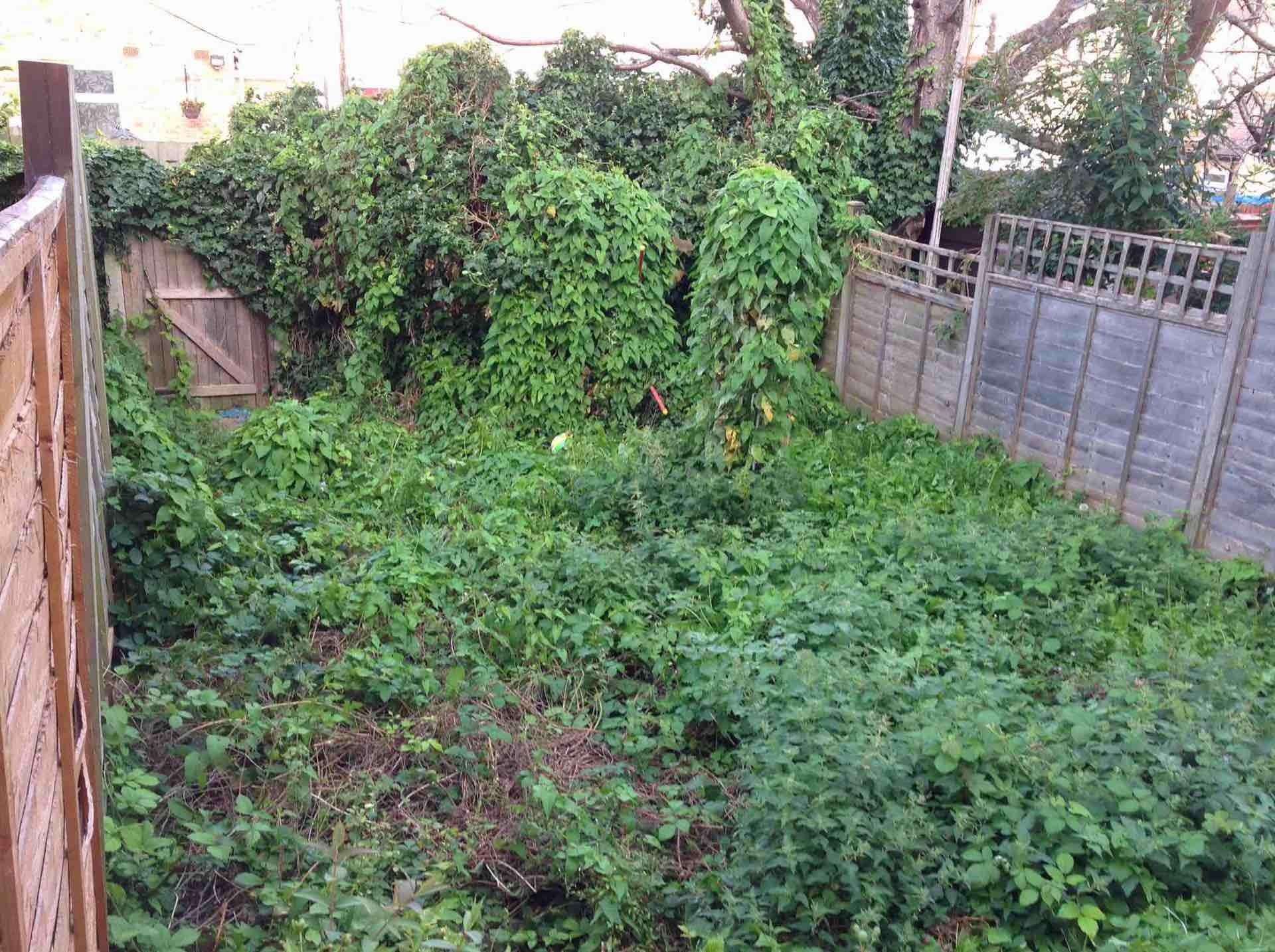 An extremely overgrown and untidy garden in Saint Leonards Avenue, Chatham (2875412)