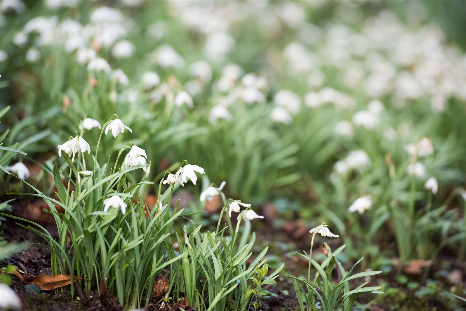 Snowdrops are springing up