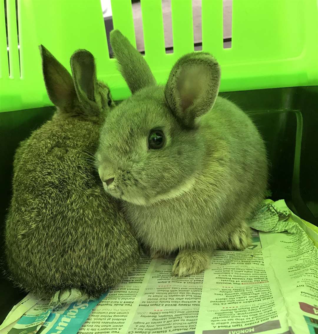 The rabbits were found in pet carriers. Picture: RSPCA