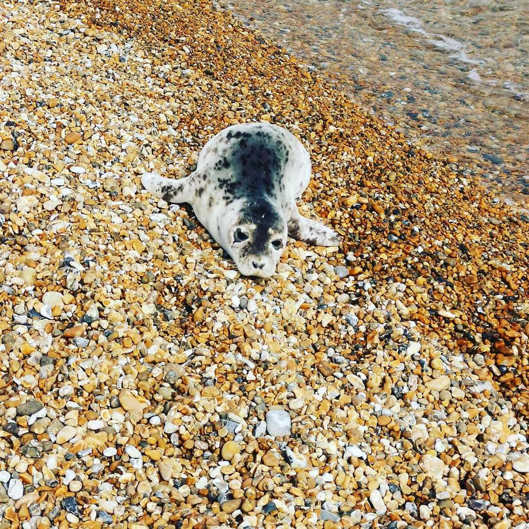 A seal resting on Folkestone beach this week. Credit: Catherine-Ann Lewis