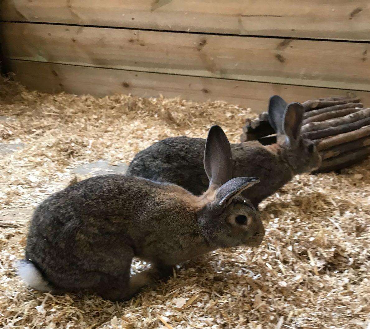 Two rabbits were found dumped in a cardboard box by a parent in Bearsted (2795358)