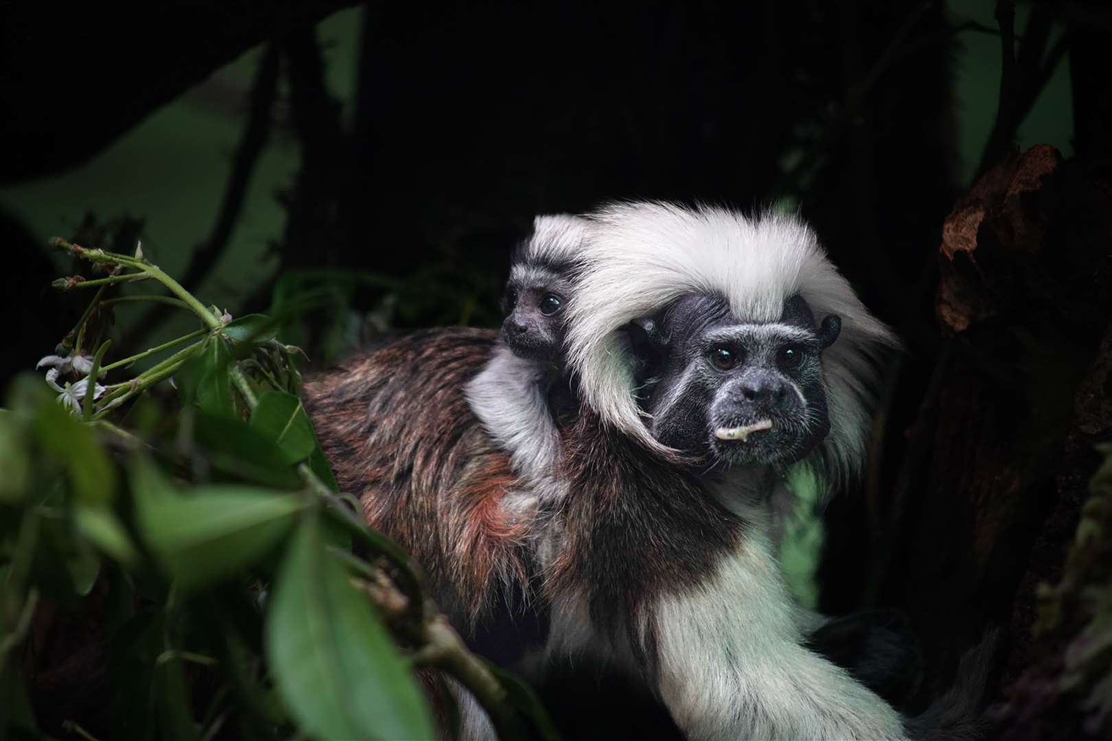 Marwell Zoo has asked the public to vote on which Addams Family-themed name they like the best for the tiny tamarin (Marwell Zoo/PA)