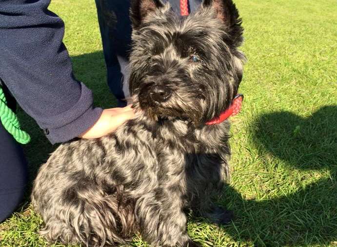 The RSPCA is looking for this pup's owner. Picture: RSPCA Leybourne
