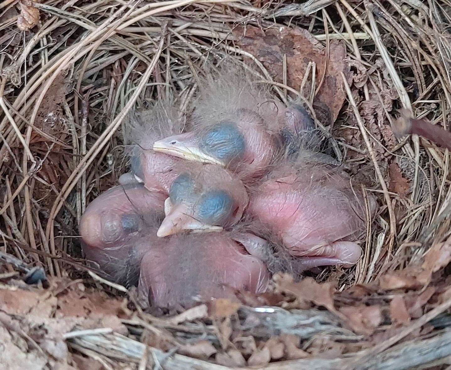 Baby blackbirds found in a nest in late January. Image: Mike Hill.