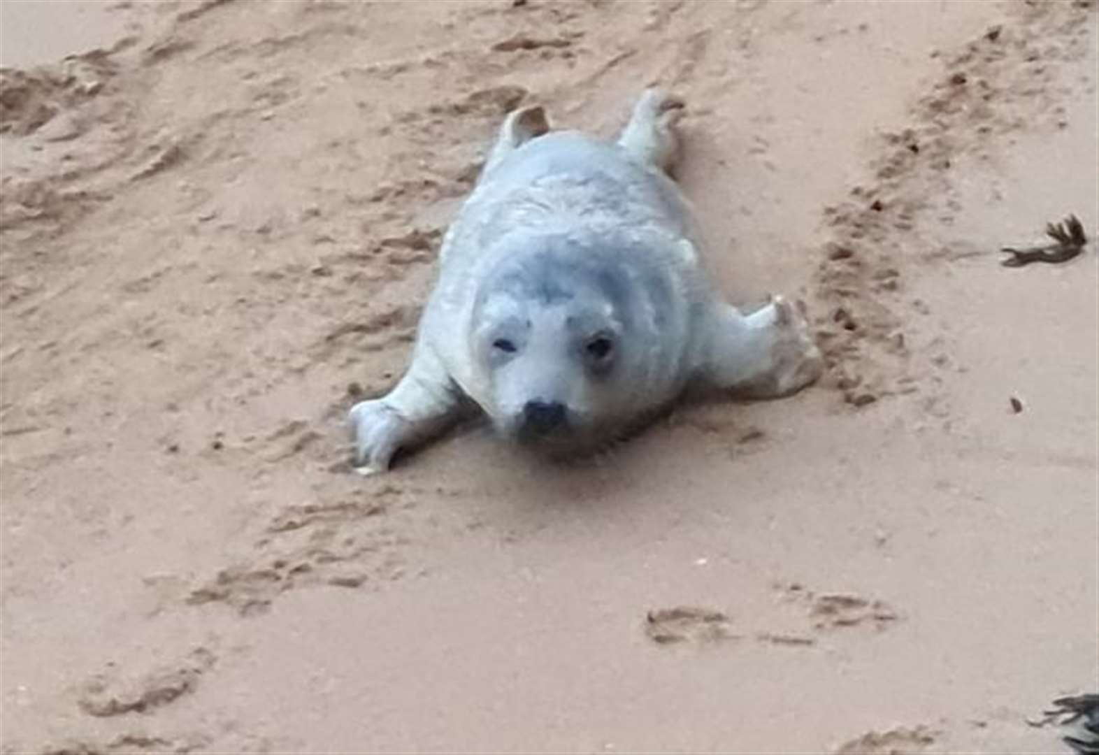 Concern for stranded seal pups