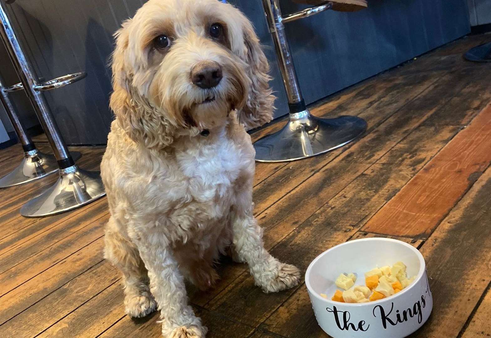 Pub's new dog menu a hit with customers