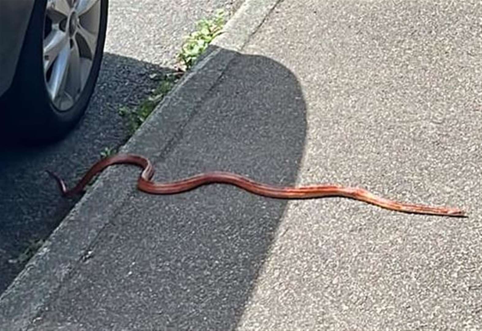 Snake on the loose in street